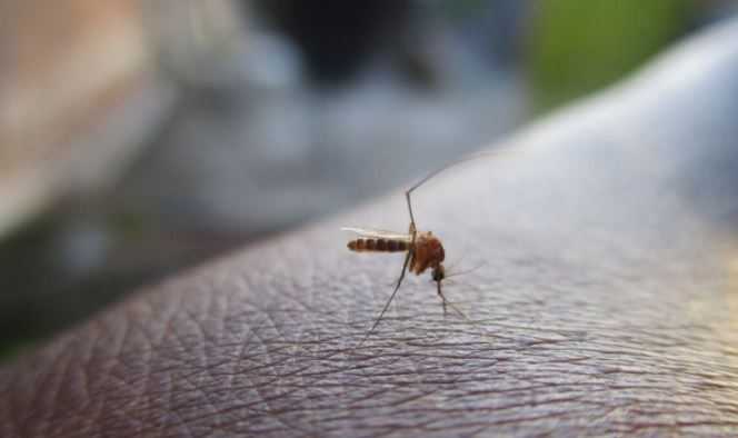 Ученые предупредили о смертельной опасности укусов комаров