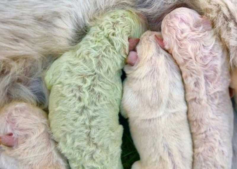В Италии родился щенок зеленого цвета