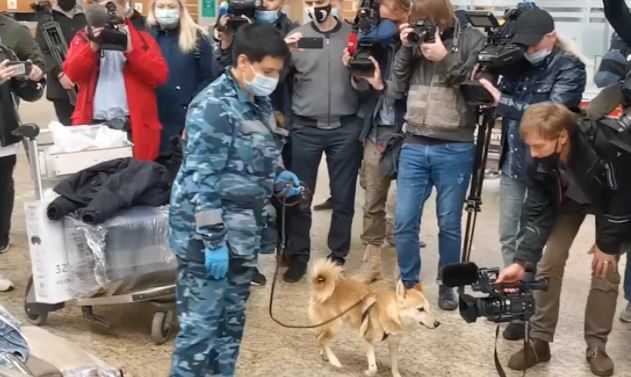 В Шереметьево испытали пса, ищущего больных коронавирусом