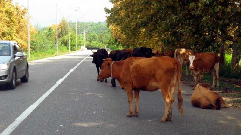 
            
            Депутаты Сухумского городского Собрания считают, что проблему бродячего скота можно решить, подвергая хозяев материальным взысканиям
                    