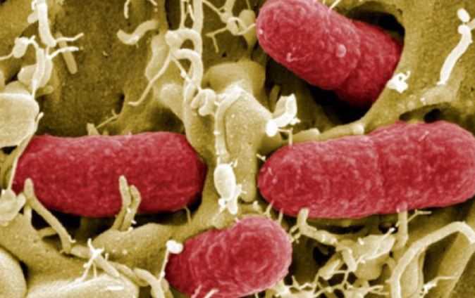 Бактериофаги помогут в борьбе с супербактериями