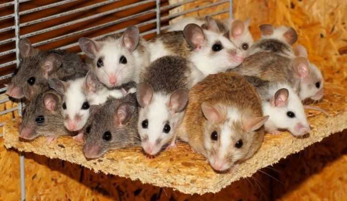 Мыши стали умнее за время длительного соседства с людьми