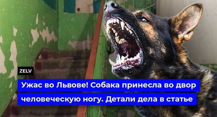 Во Львовской области собака принесла во двор человеческую ногу. Детали проишествия.