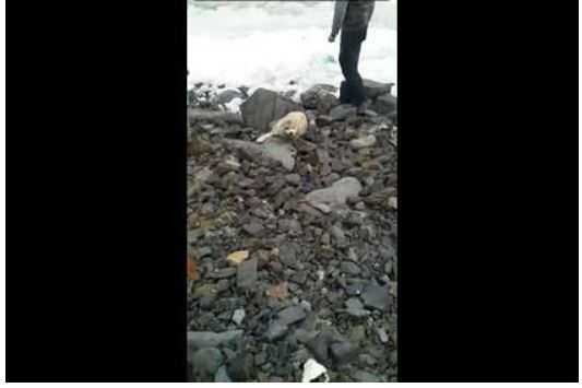 Россияне насмерть затискали детеныша тюленя