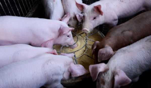 Африканская чума свиней выявлена в Белгородской области
