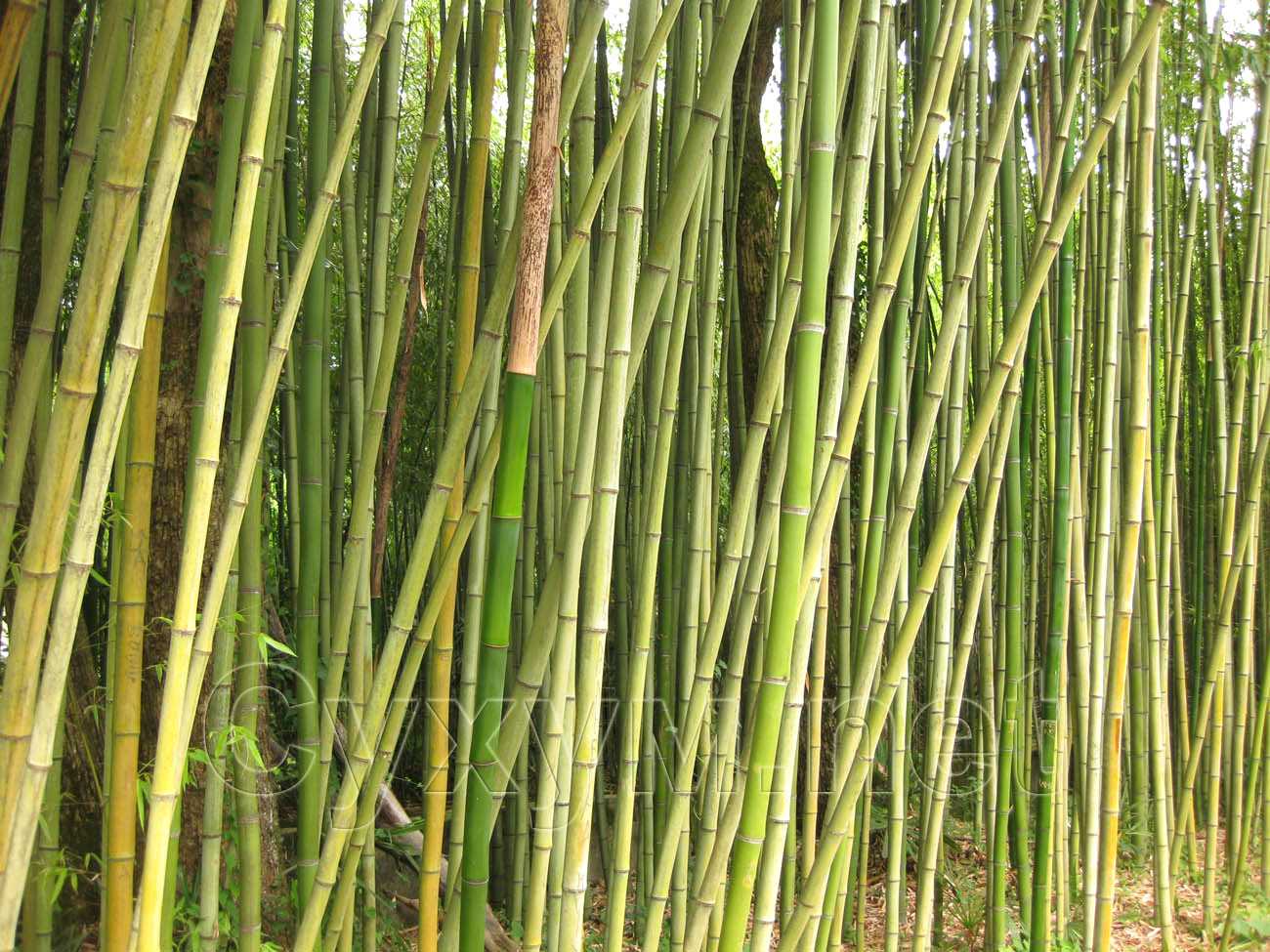 Бамбук в Сухумском Ботаническом саду