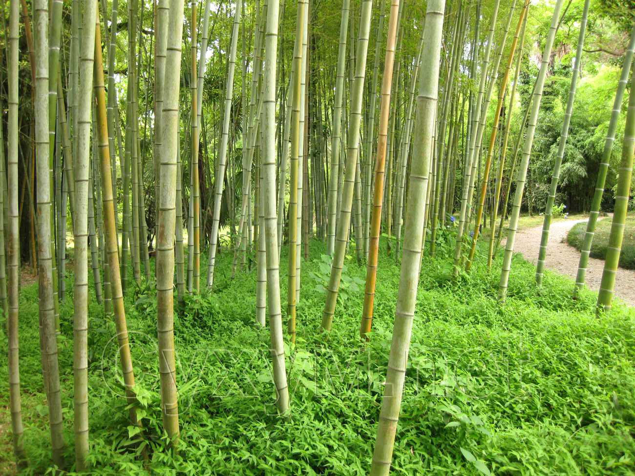 стройный лес из крупного бамбука