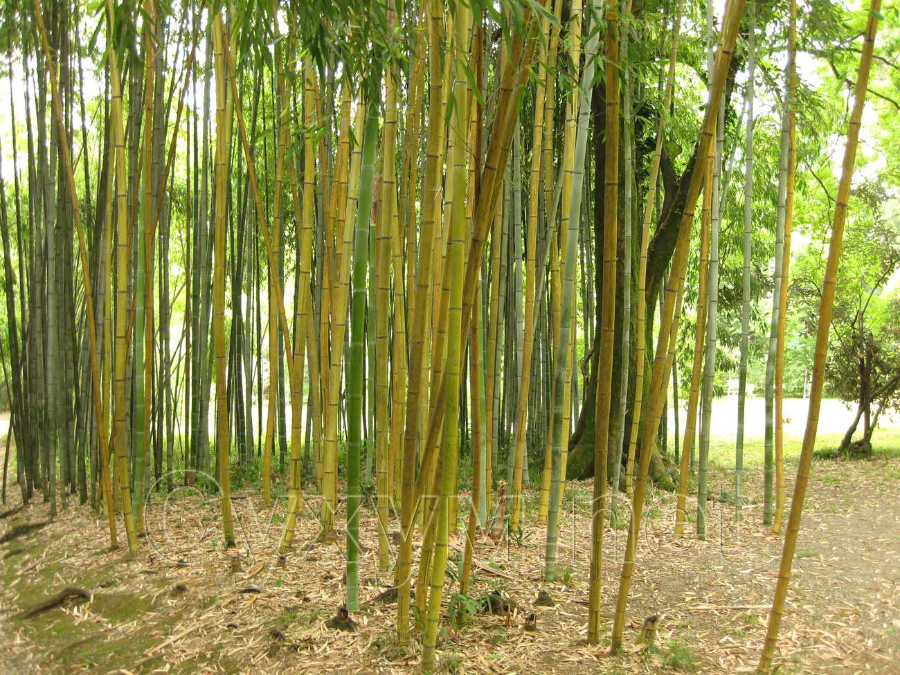 бамбуковый лес без подлеска