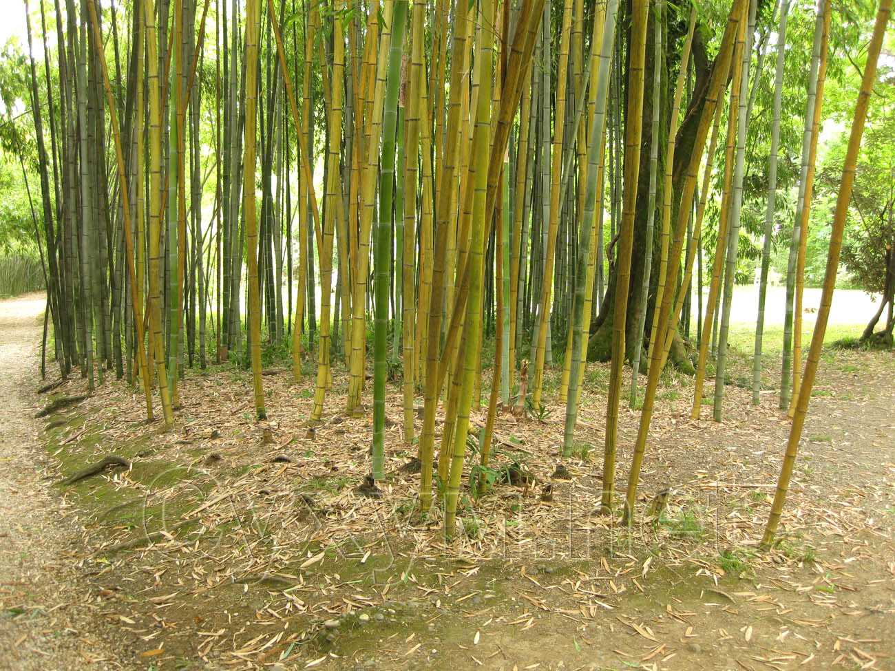 бамбук на окраине ботсада