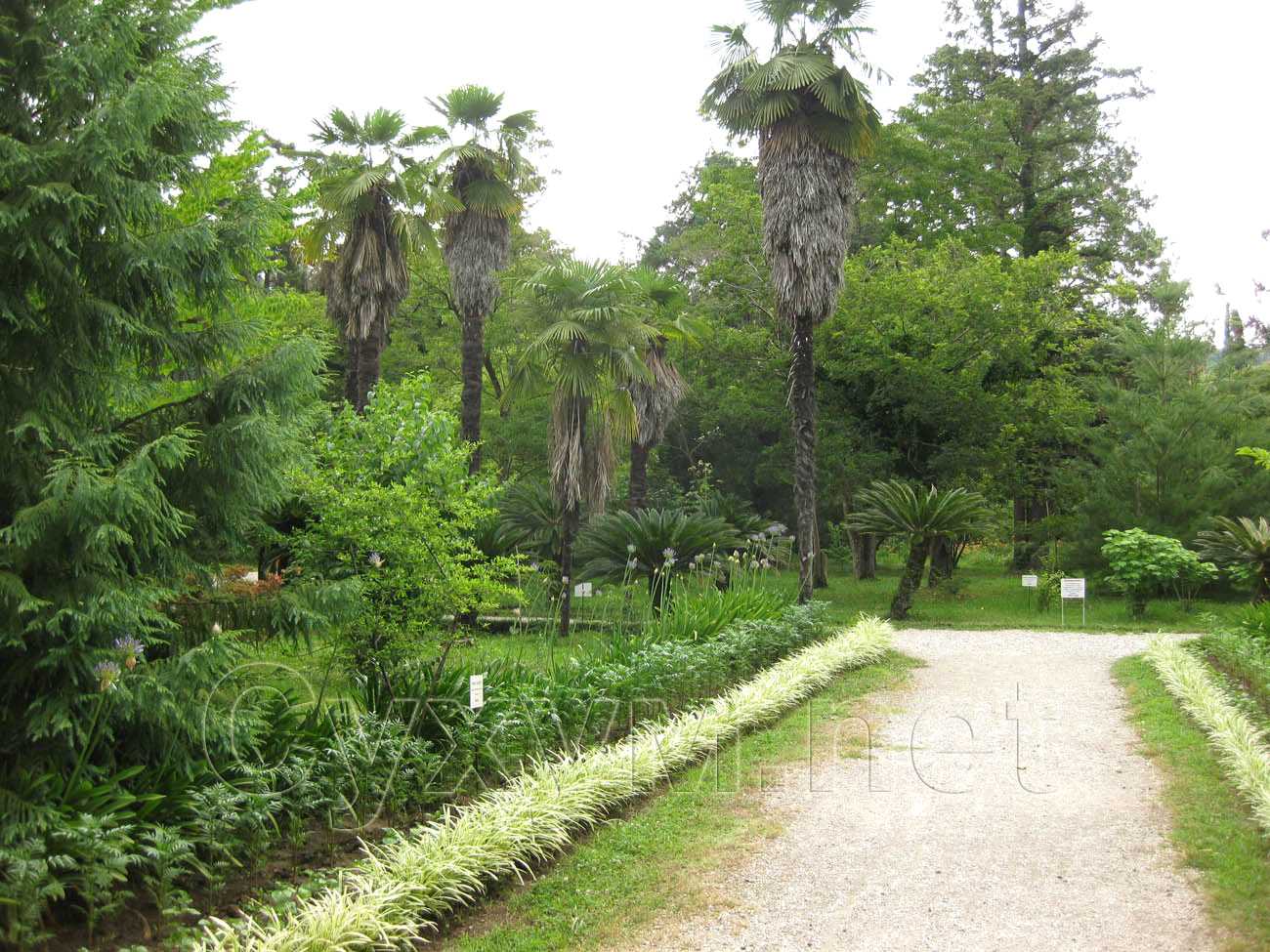 Сухумский Ботанический сад зимой