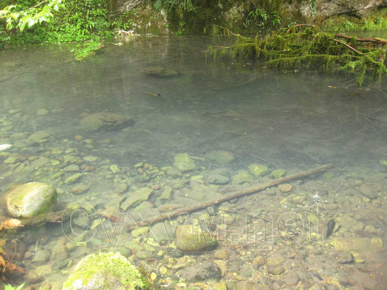 вода холодной речки абсолютно прозрачна