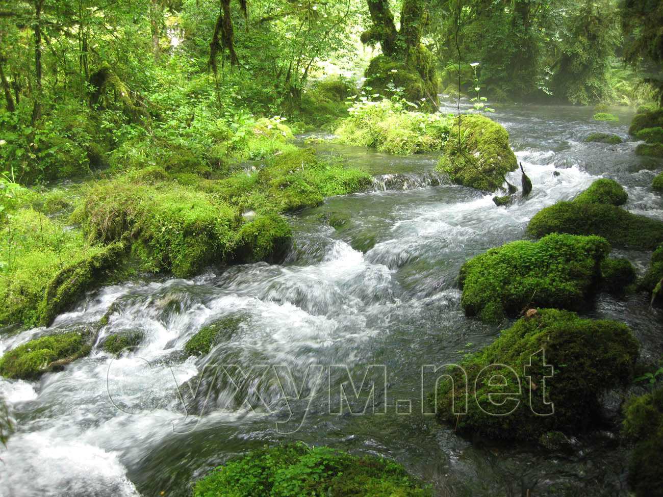 холодная речка бежит по мягким зелёным кочкам мха