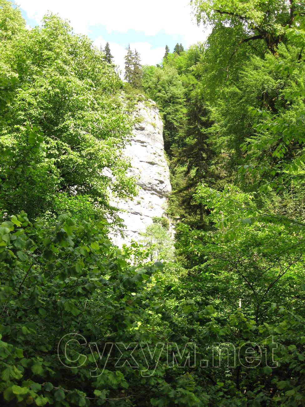 вертикальная скала в лесу
