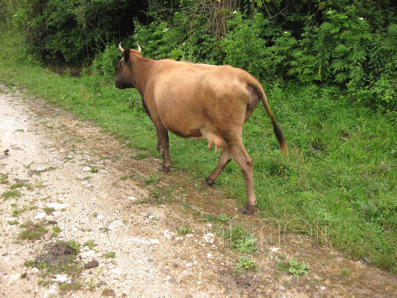абхазская корова