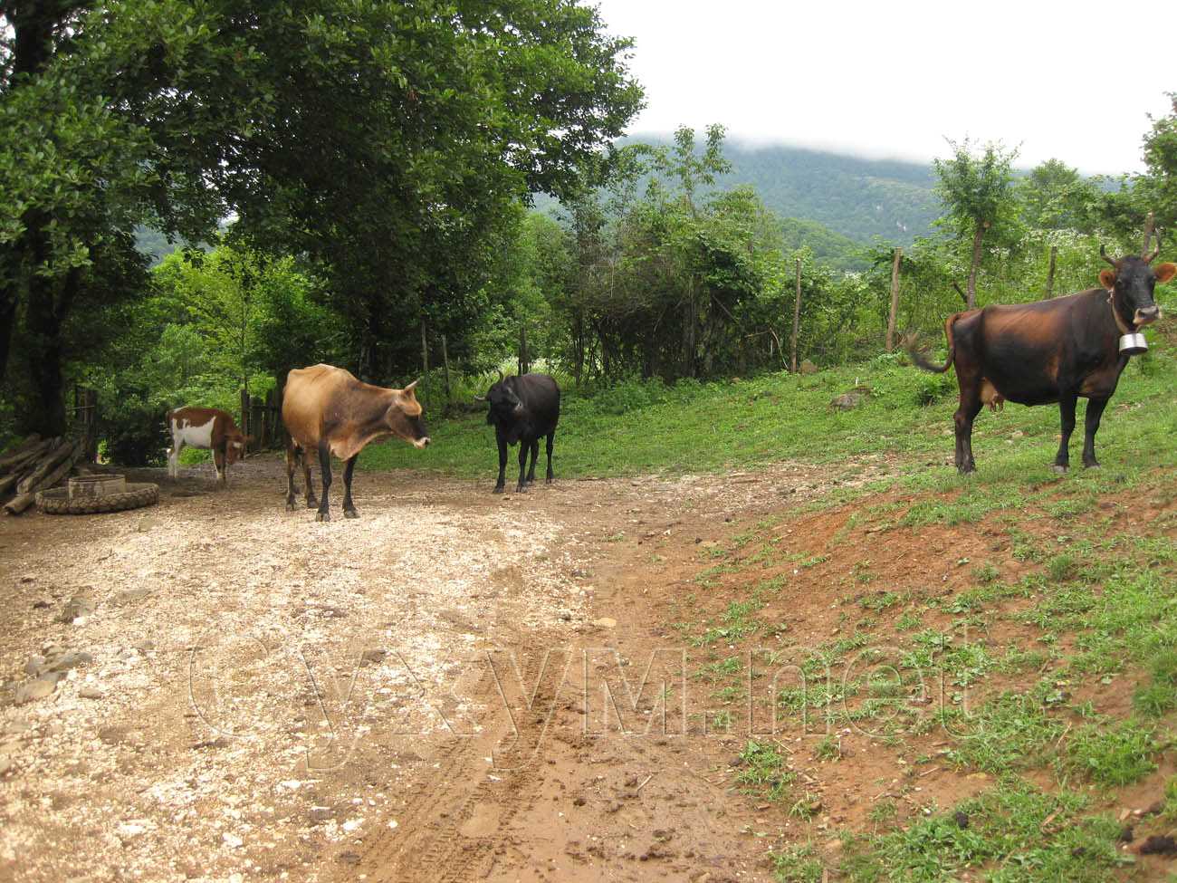 рогатые абхазские коровы