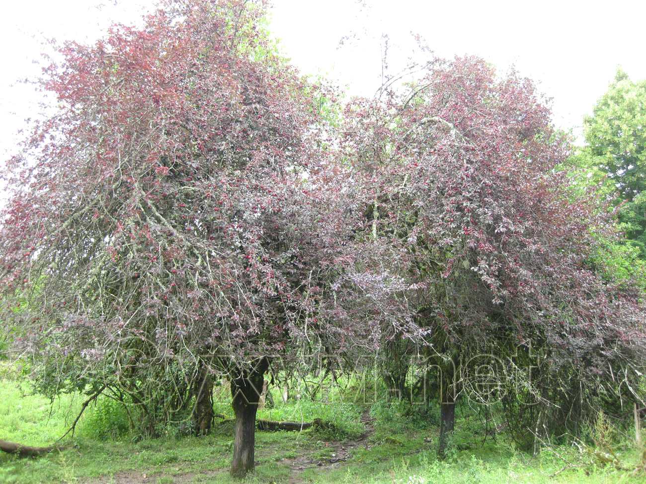дерево вишнёвого цвета