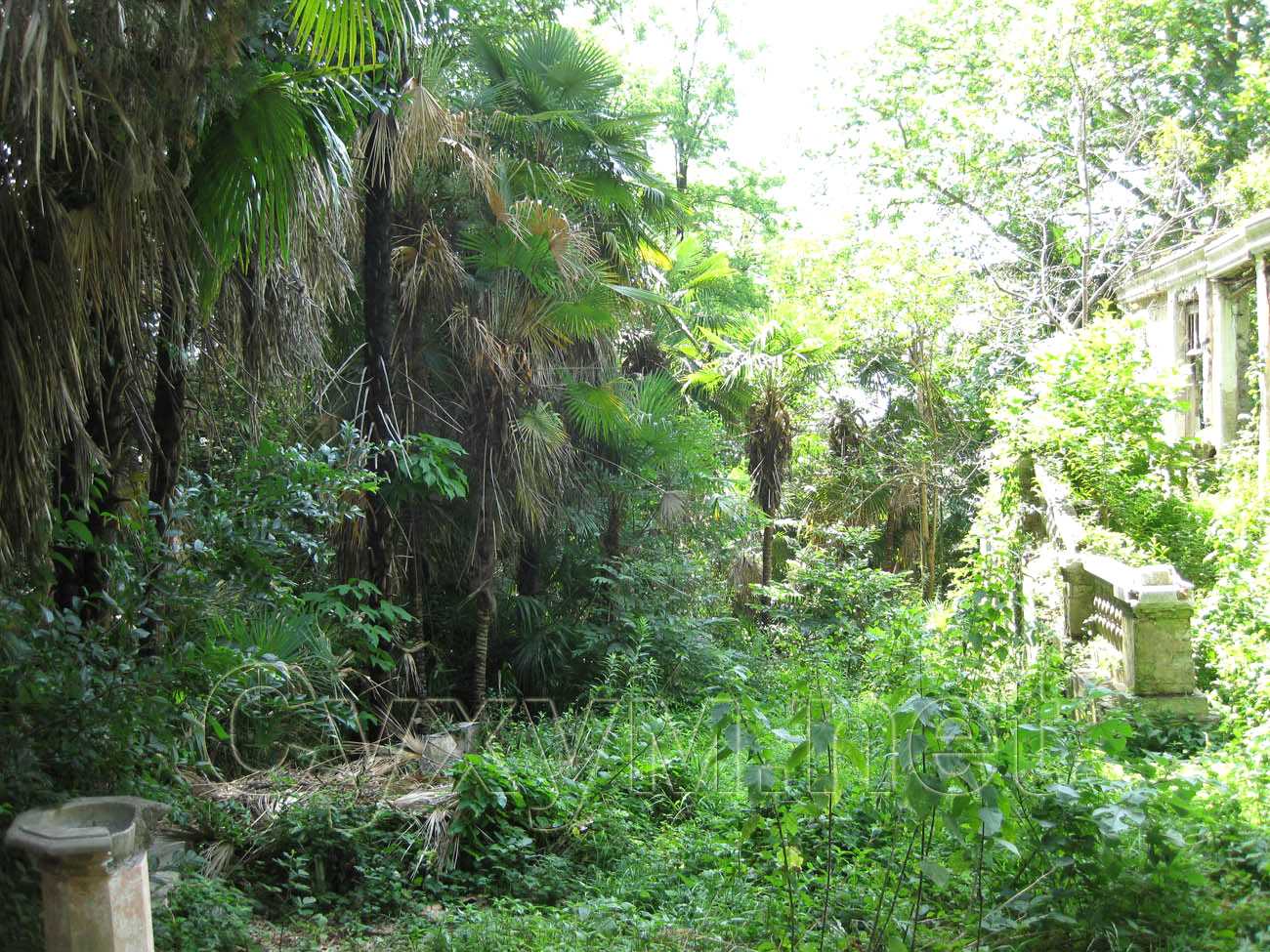 неухоженный лес пальм