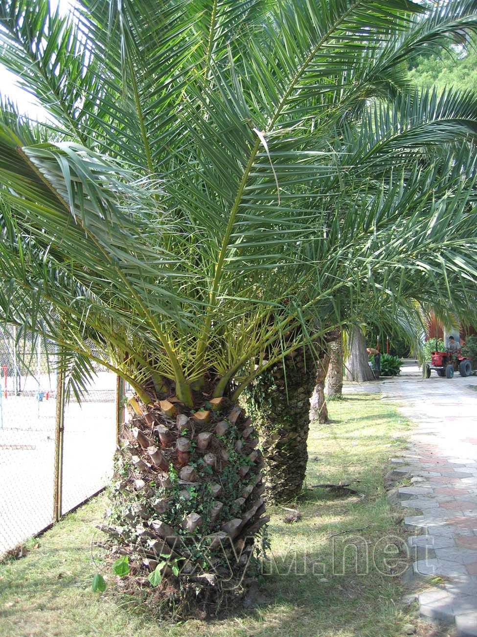 молодые финиковые пальмы