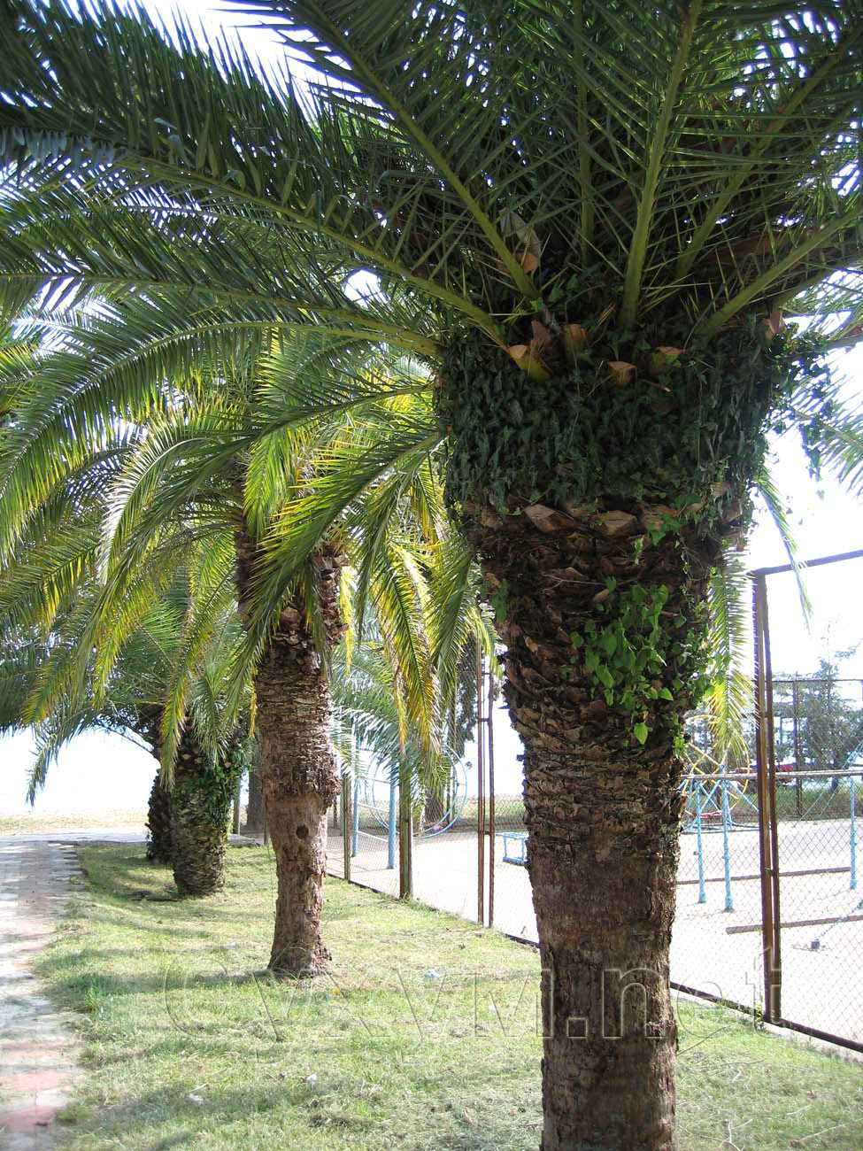 финиковые пальмы вдоль спортивной площадки