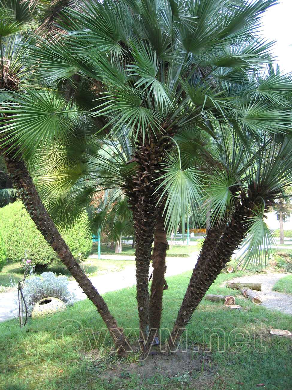 кустовая пальма из пяти стволов