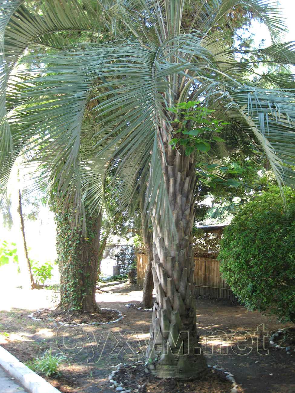 пальмы вдоль аллеи санатория