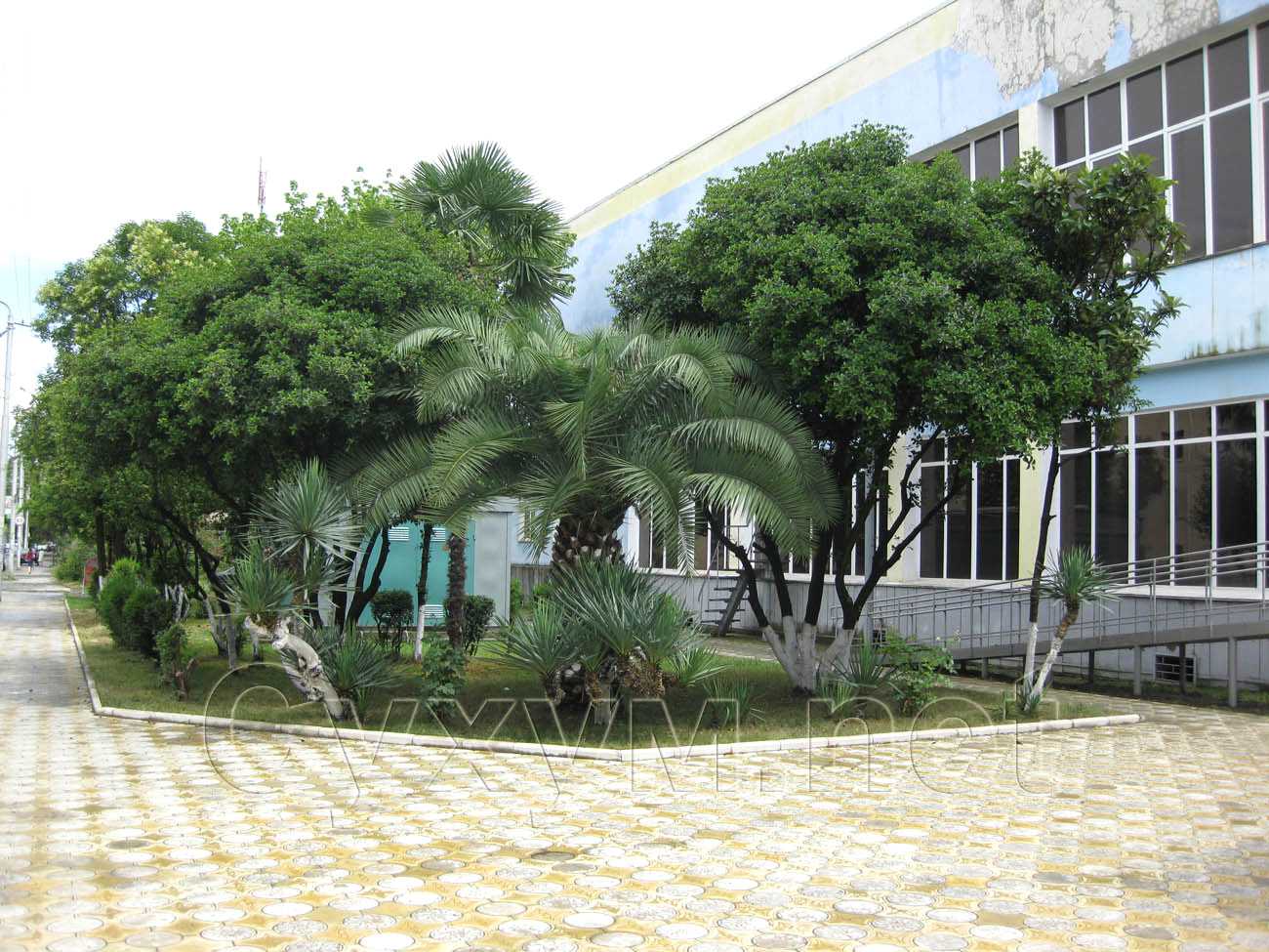 у входа в гостиницу интер-сухум растёт молоденькая канарская финиковая пальма
