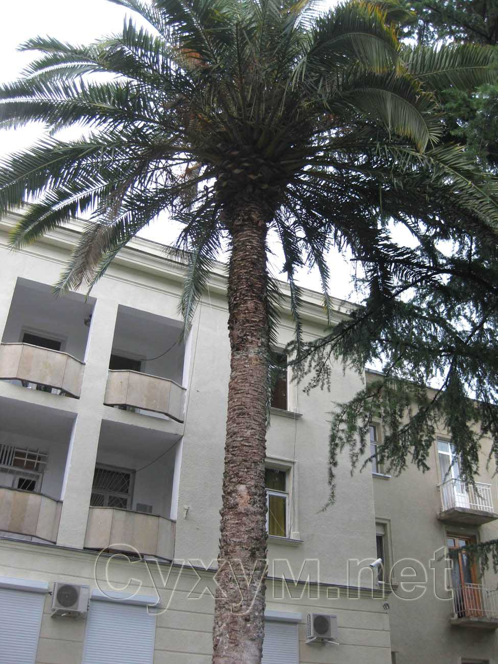 высокая канарская финиковая пальма