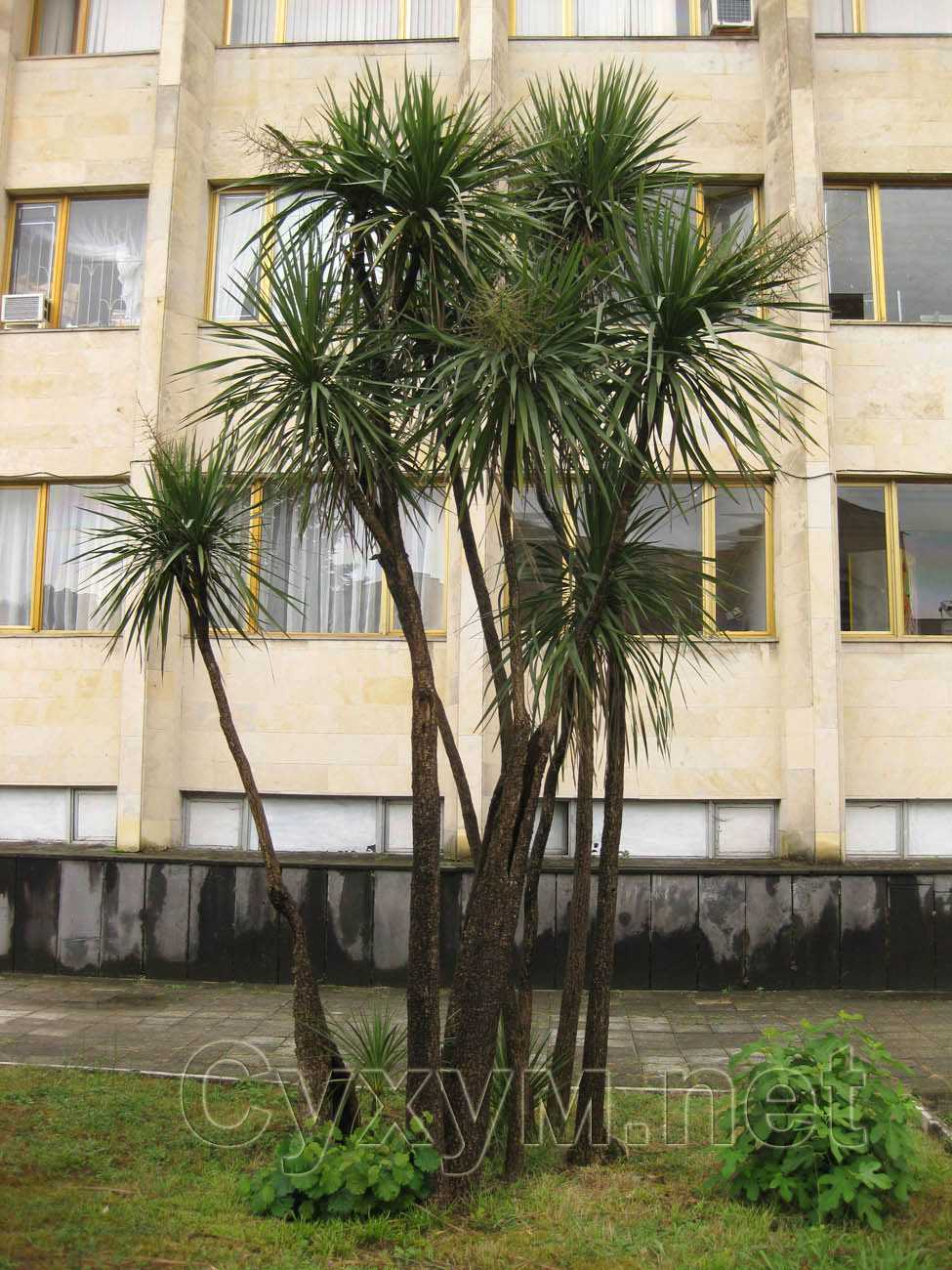 пальмы у второго корпуса кабинета министров республики абхазия