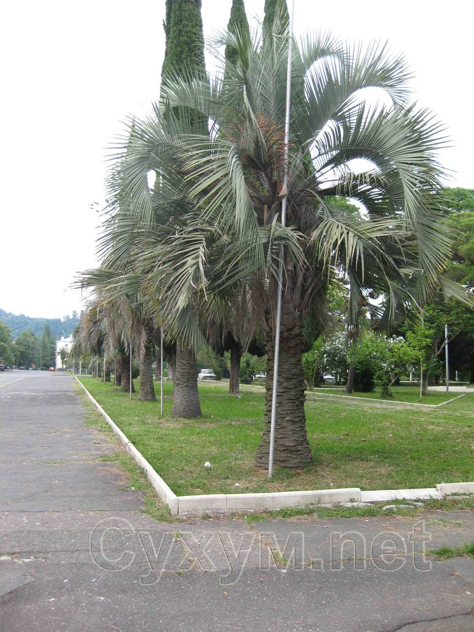 цветущие пальмы на площади свободы