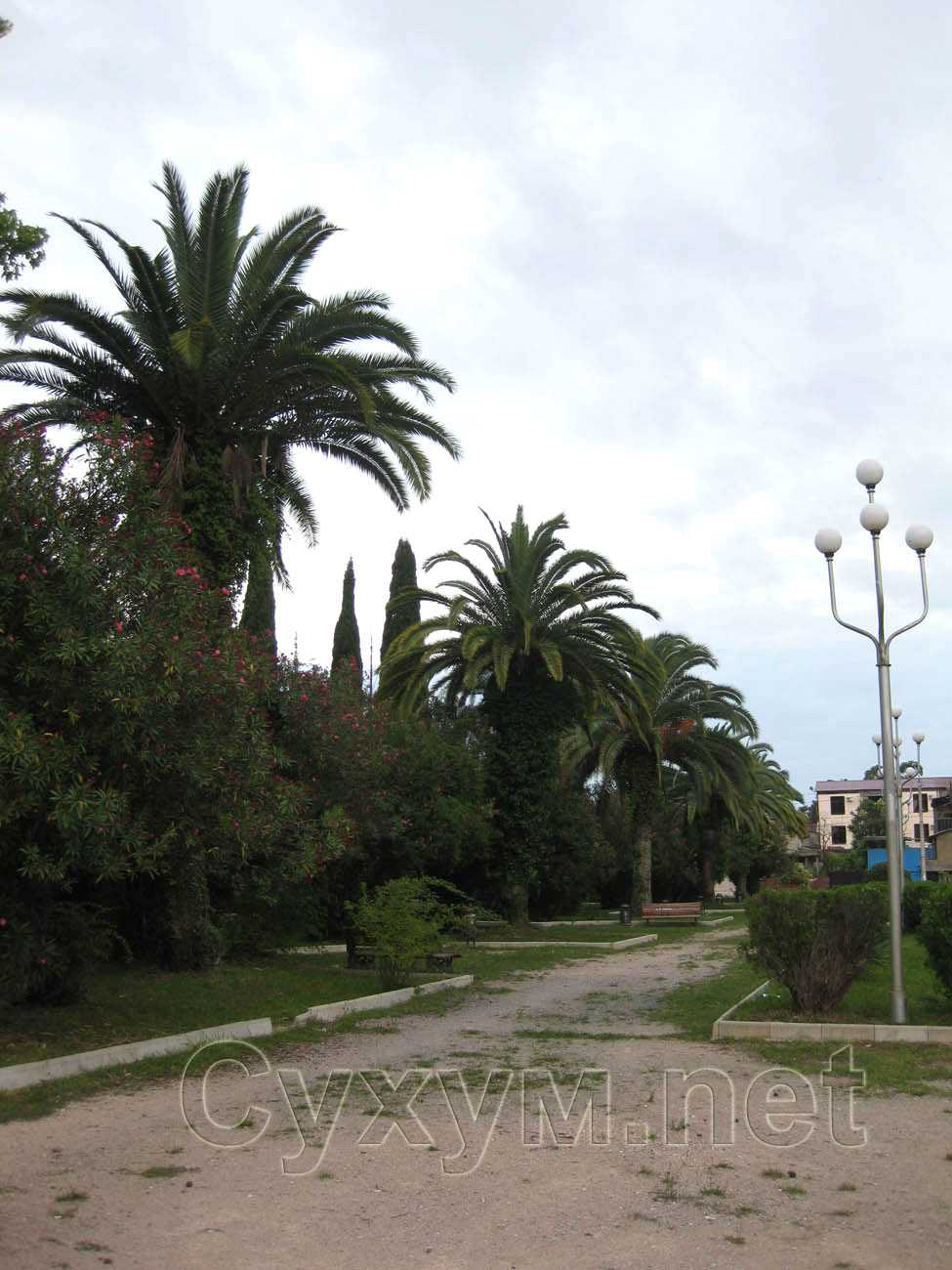 пальмы и кипарисы на площади свободы