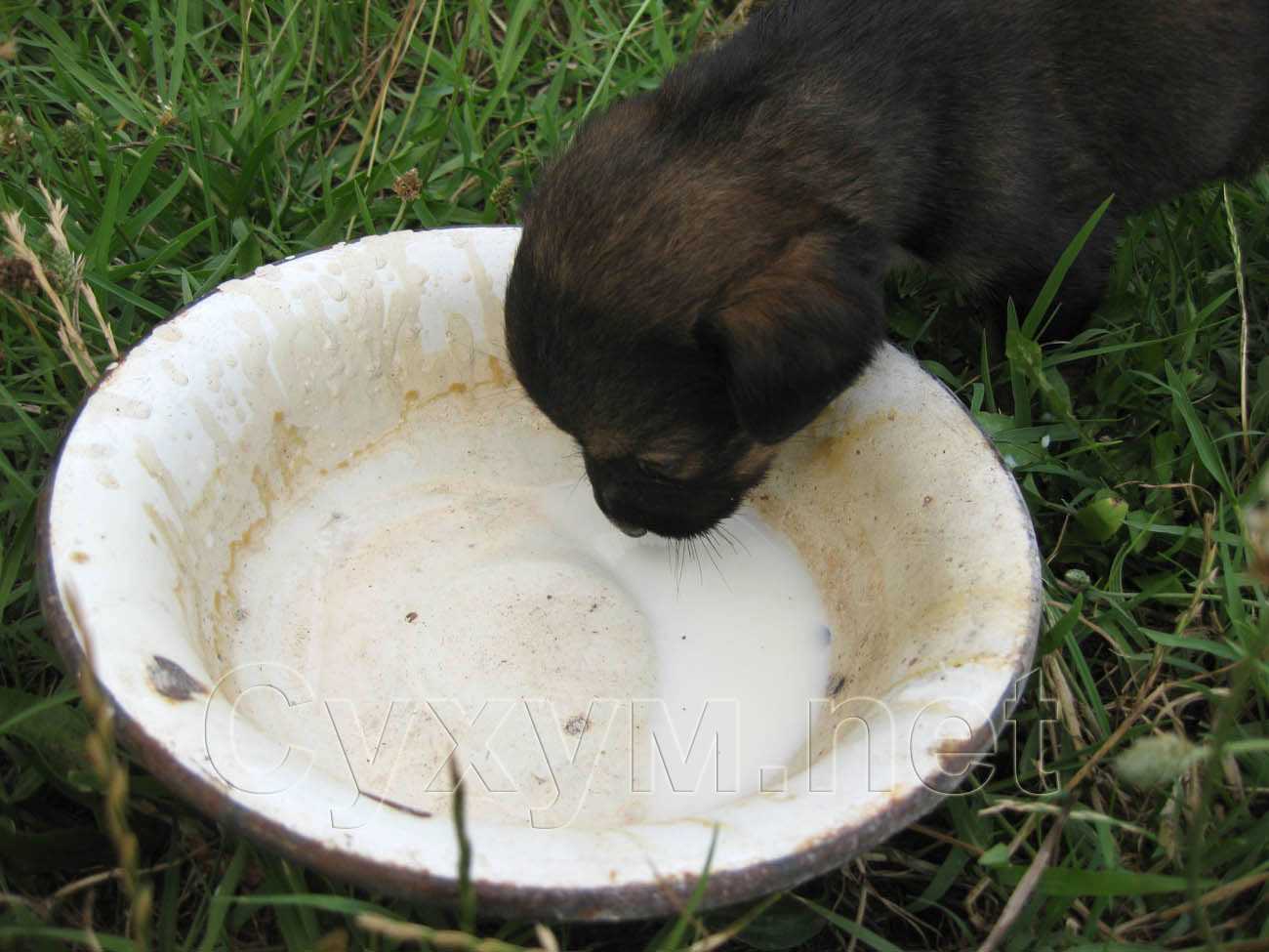 щенок пьёт молоко