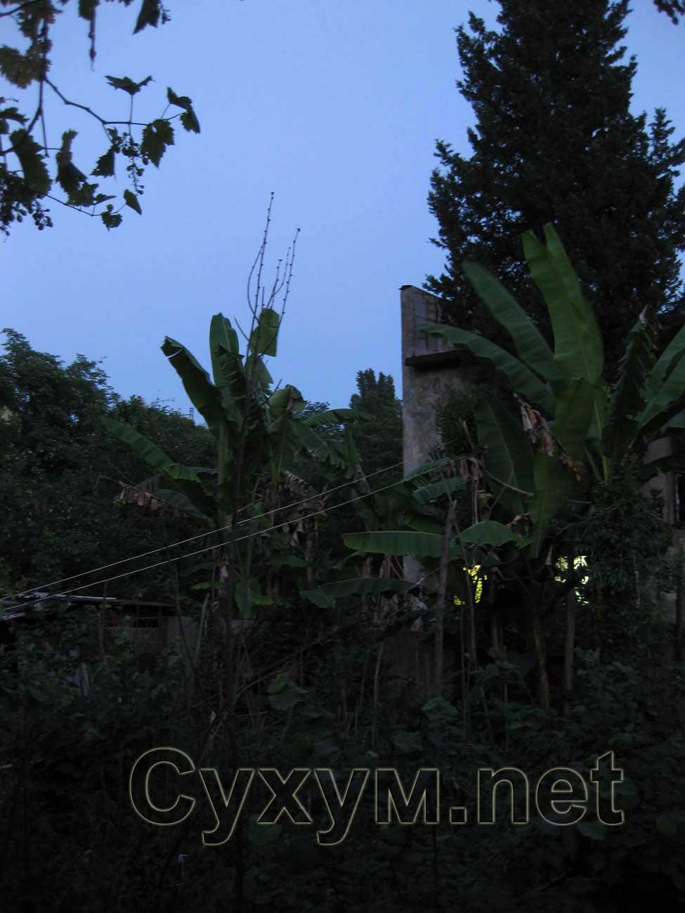 ул. чанба, 30 - банановые деревья