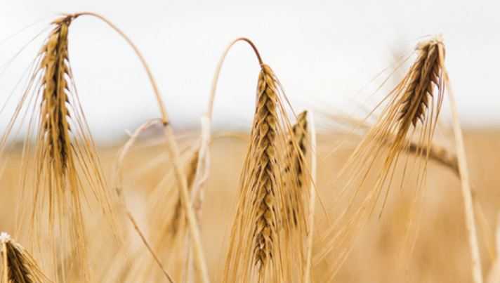 Эксперт из США предсказал длительный период высоких цен на зерно