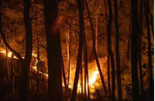 Названа возможная причина лесных пожаров в Турции