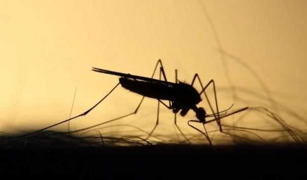 Россиянам назвали случаи, когда укус комара способен отправить в больницу