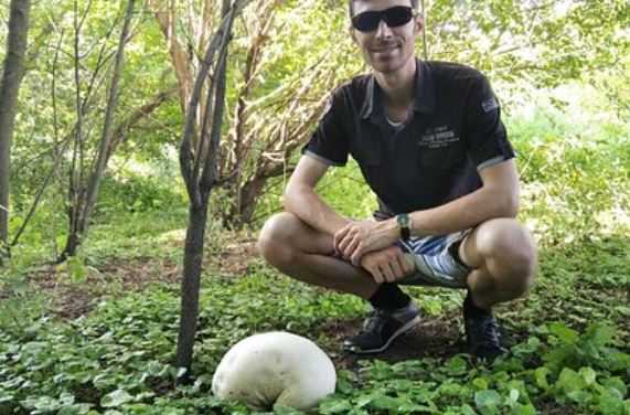 В Крыму обнаружили грибы размером с футбольный мяч