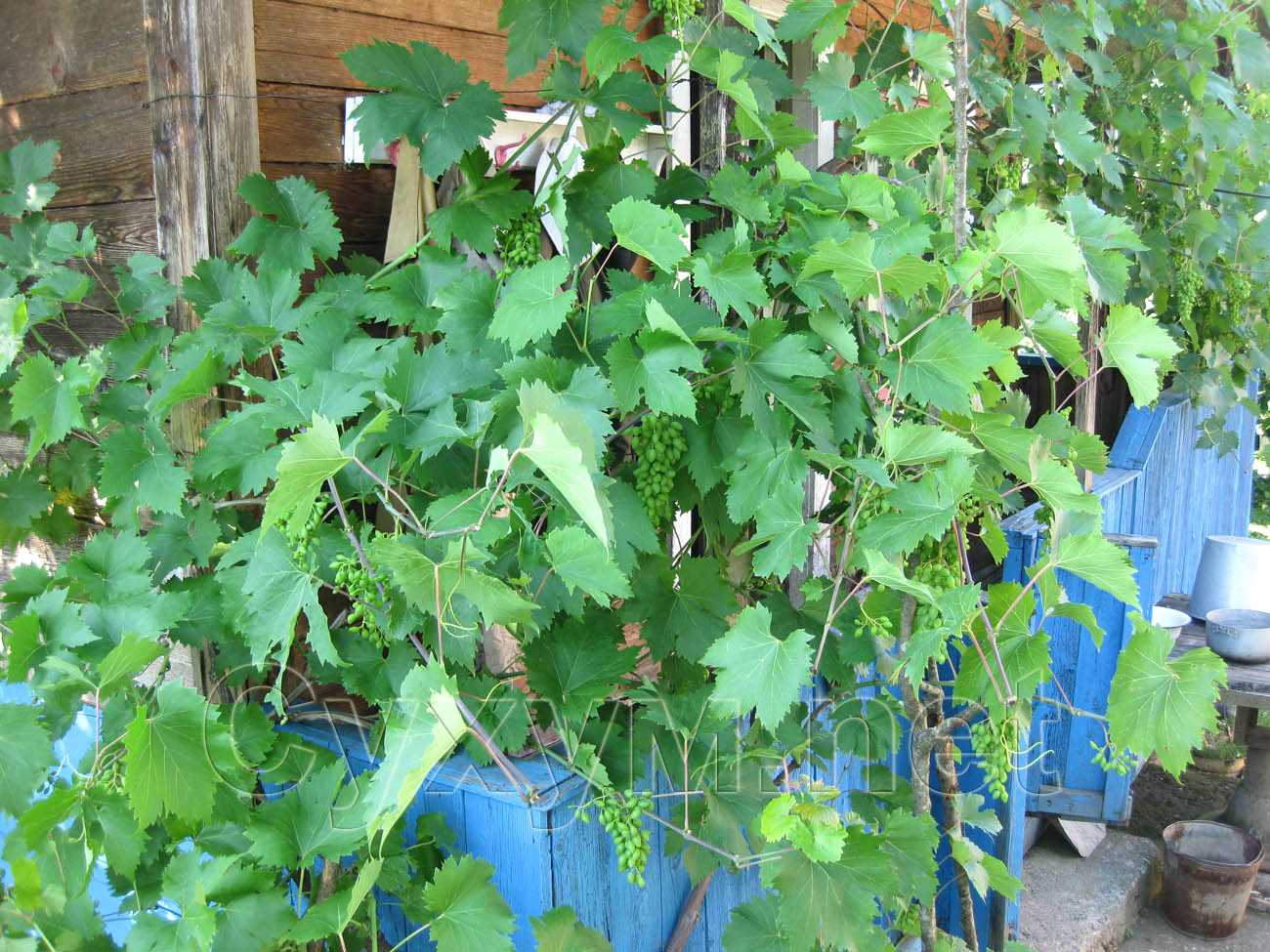 сортовой виноград во дворе
