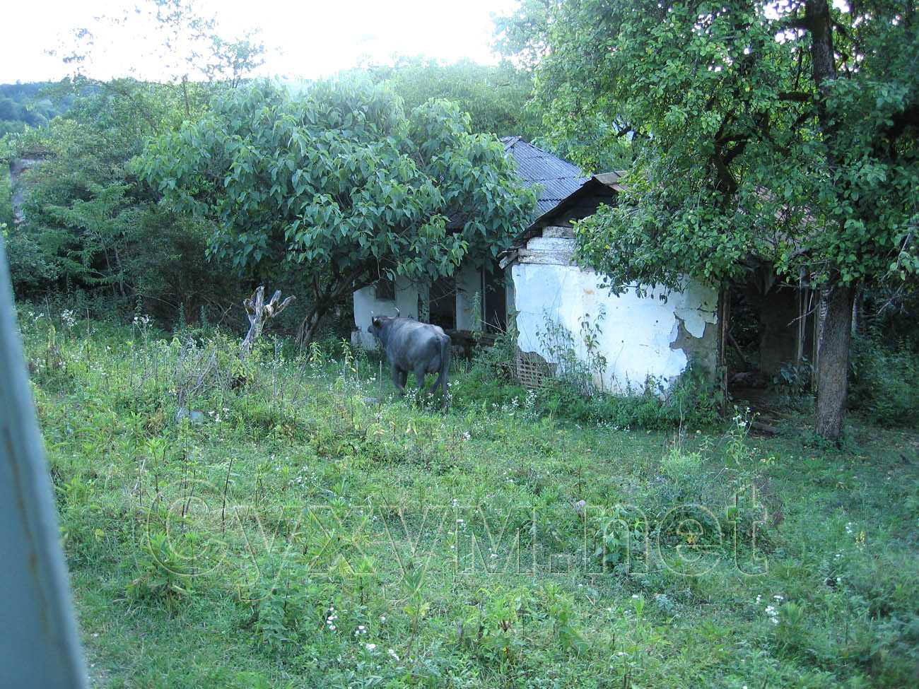 абхазский буйвол идёт своей дорогой