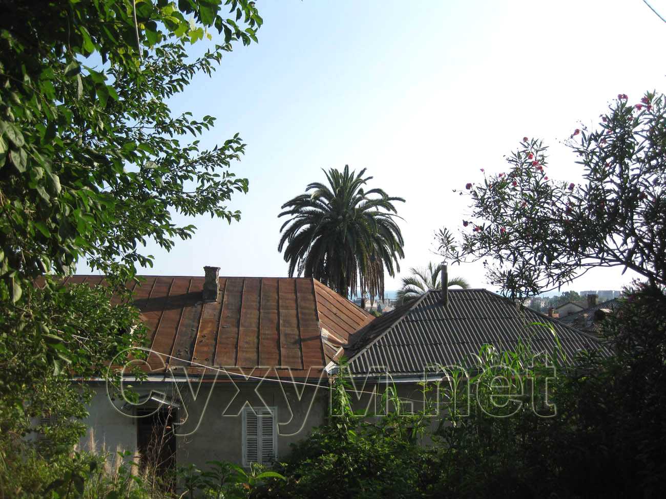 канарская финиковая пальма возвышается над крышей дома