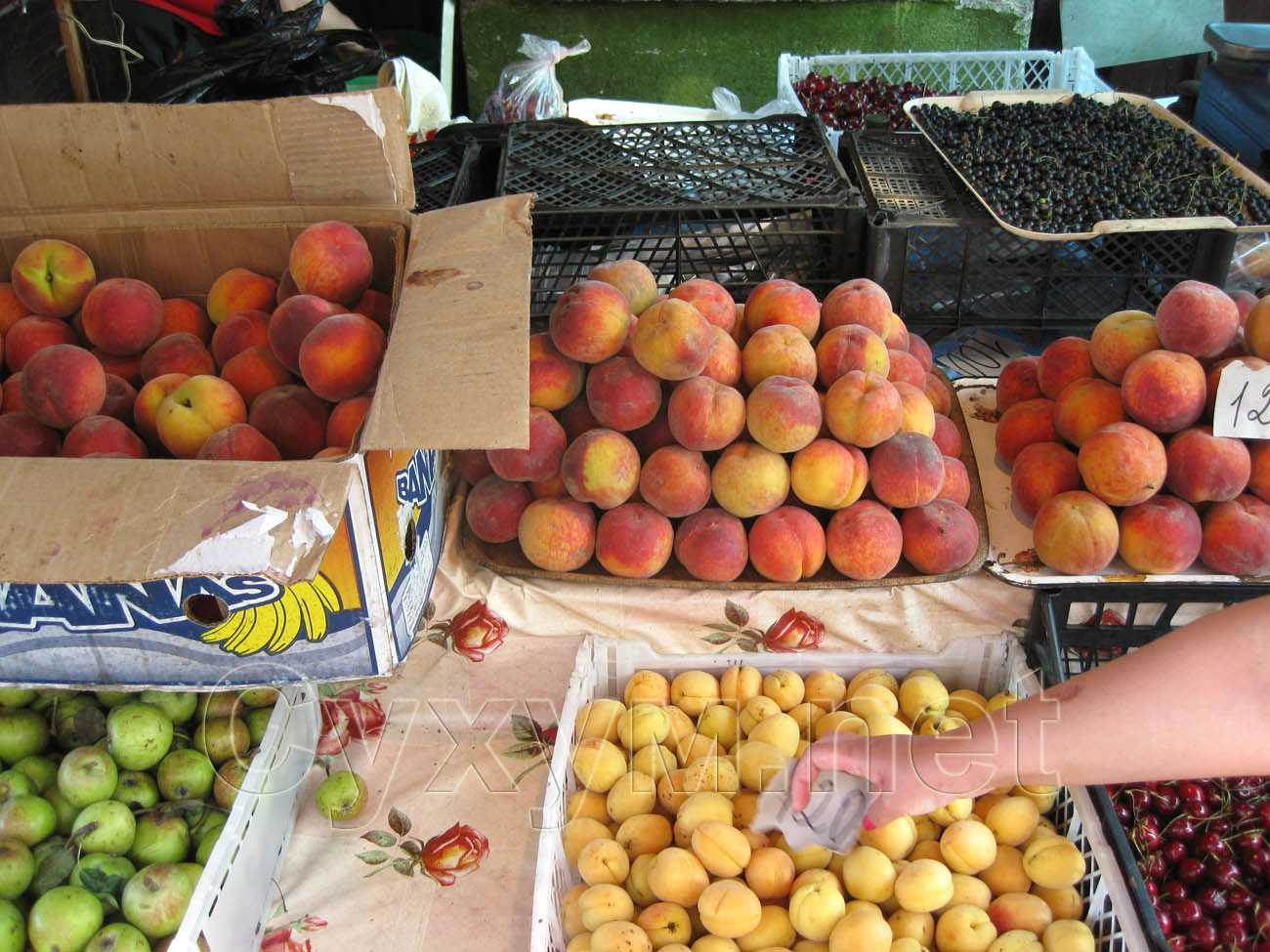 абрикосы и персики по 120 руб. за 1 кг