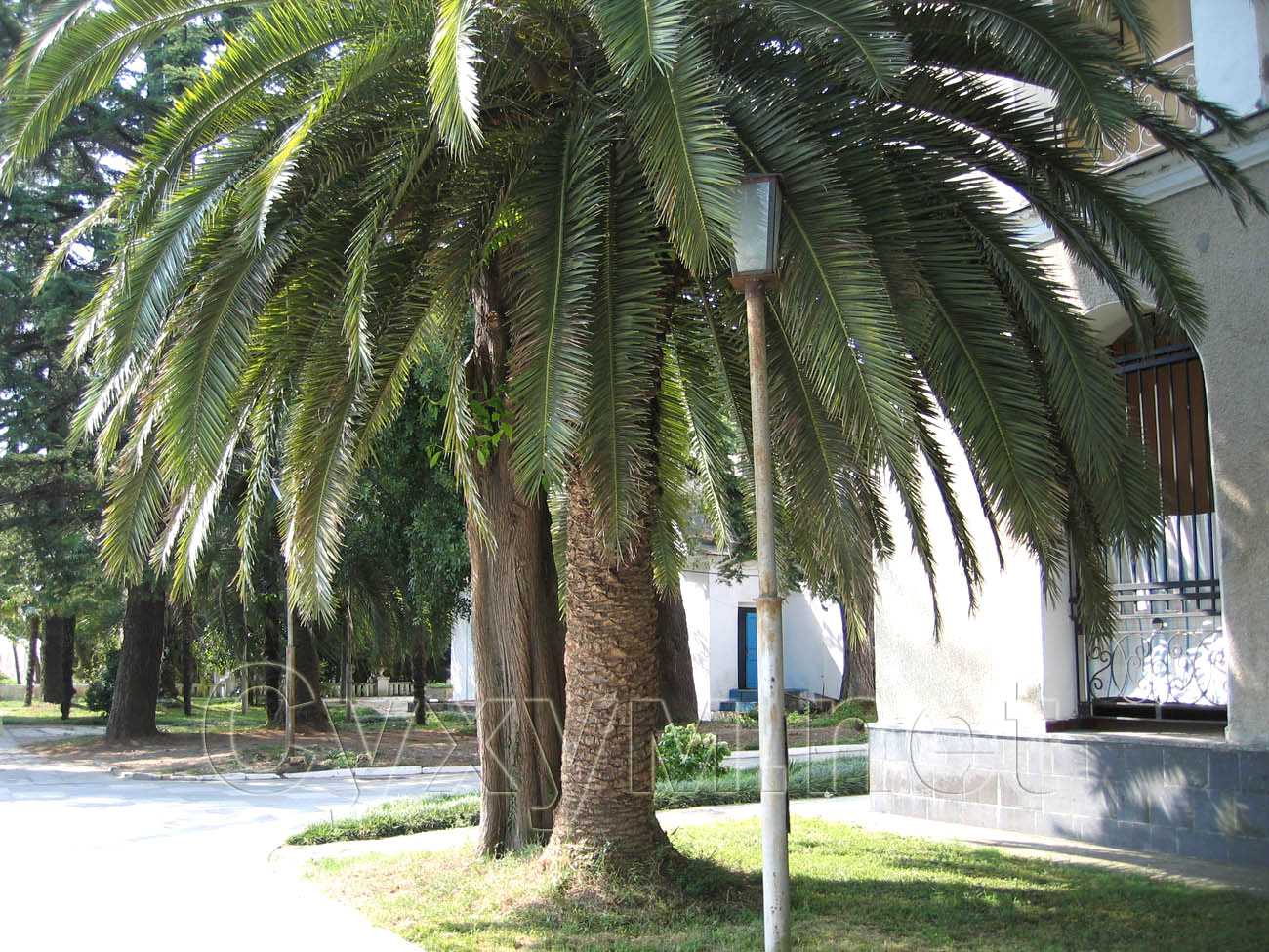 финиковая пальма