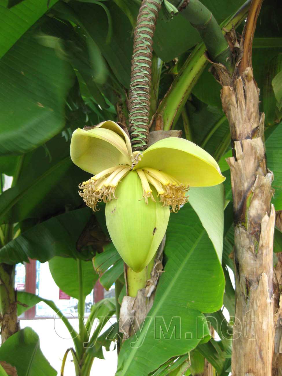 цветы банана
