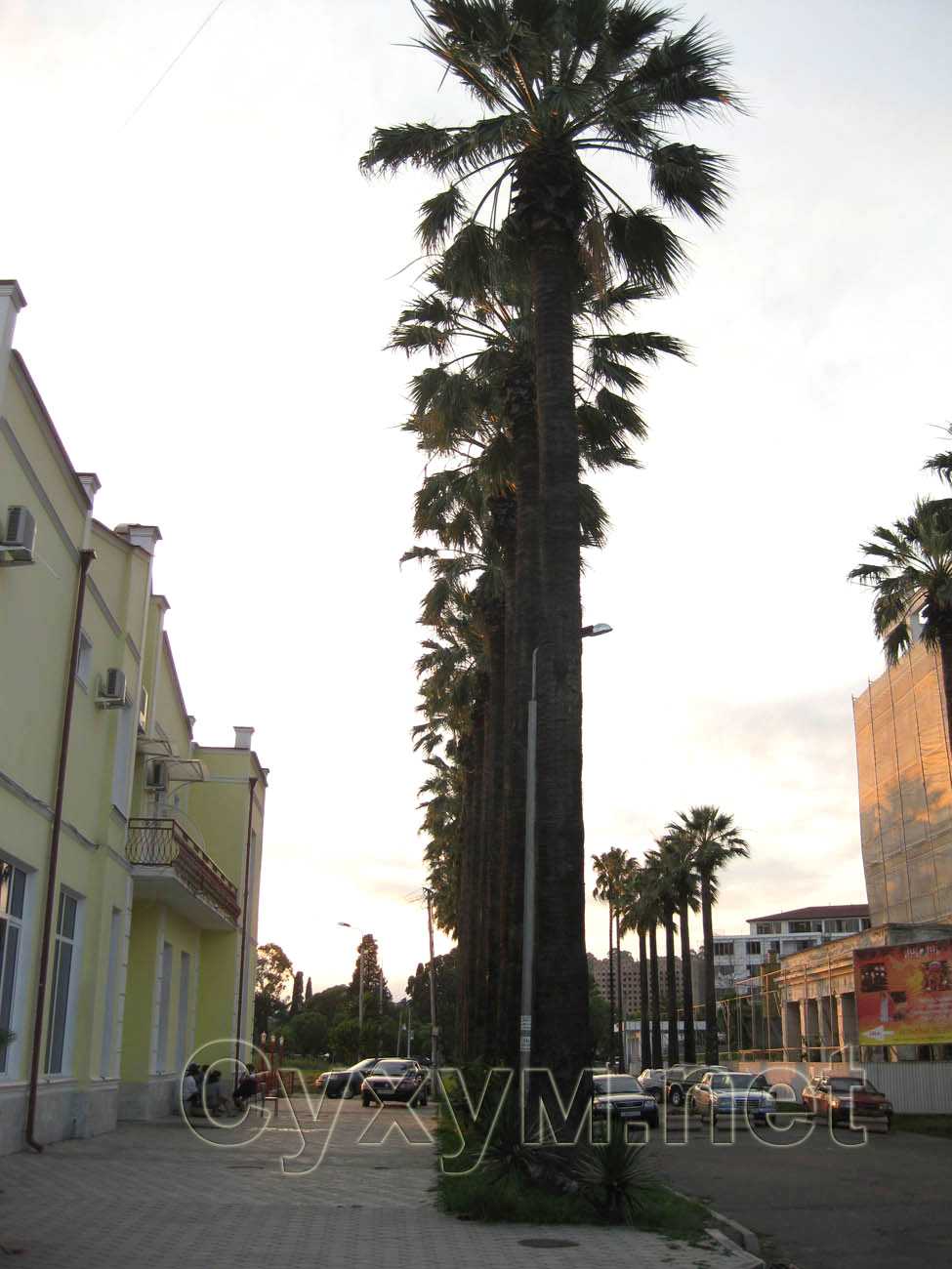 высокие пальмы на улице аидгылара