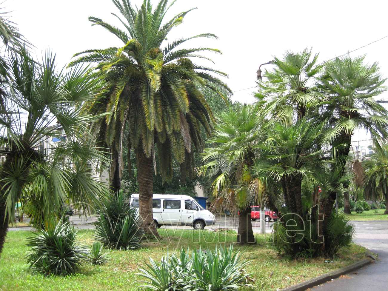 большая канарская финиковая пальма на перекрёстке лакоба/инал-ипа