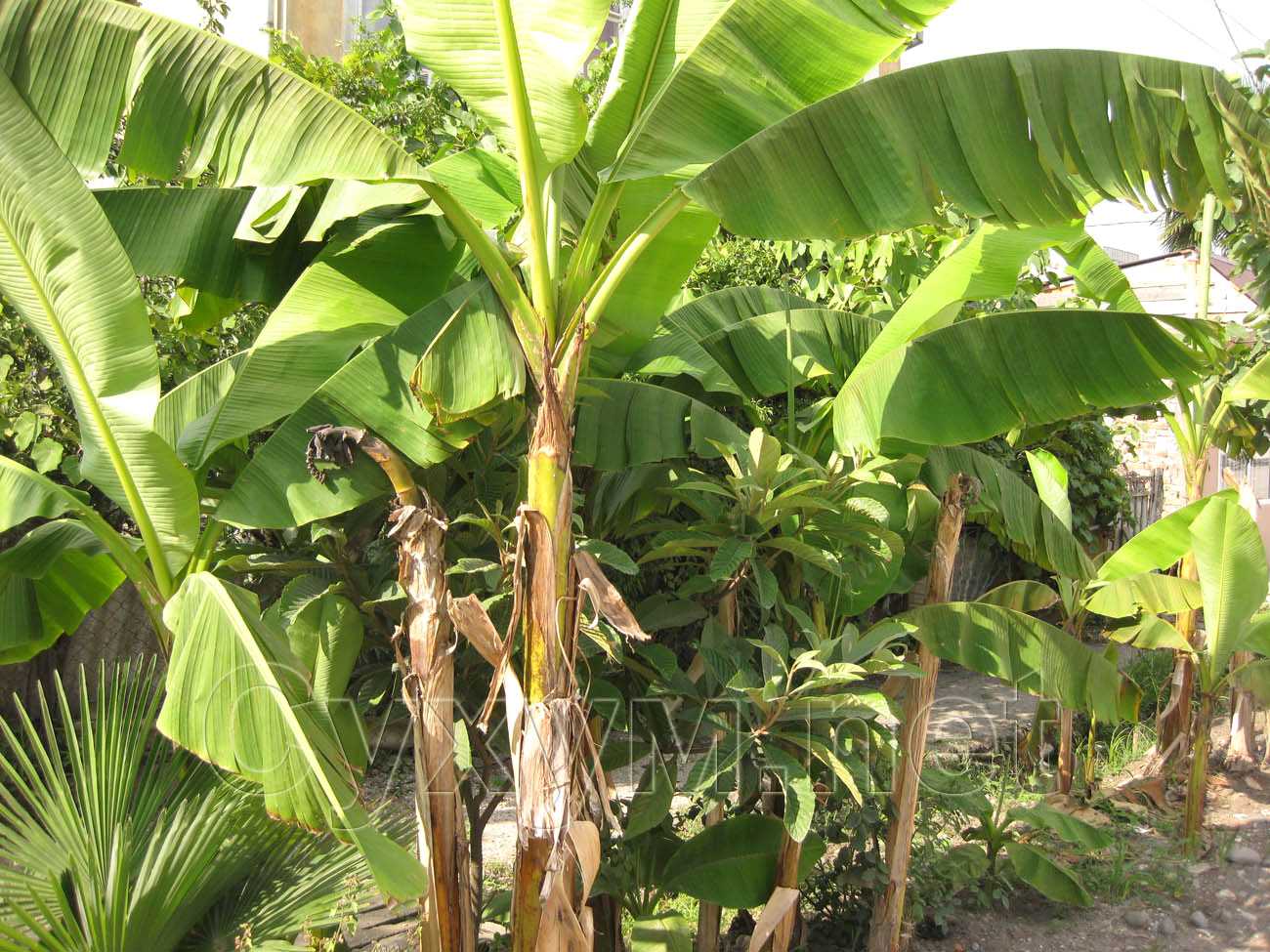 посадки банановых кустов