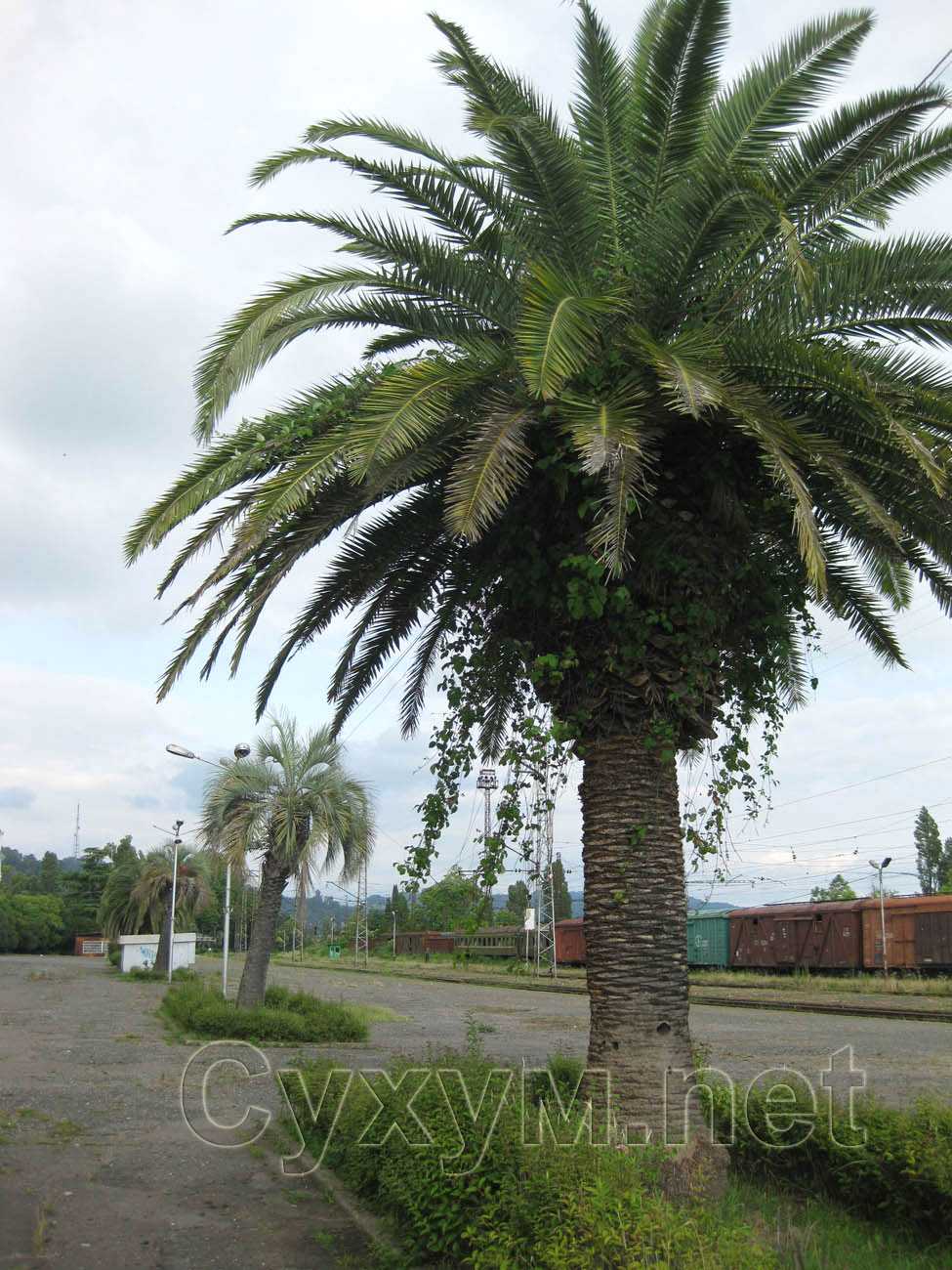 канарская финиковая пальма
