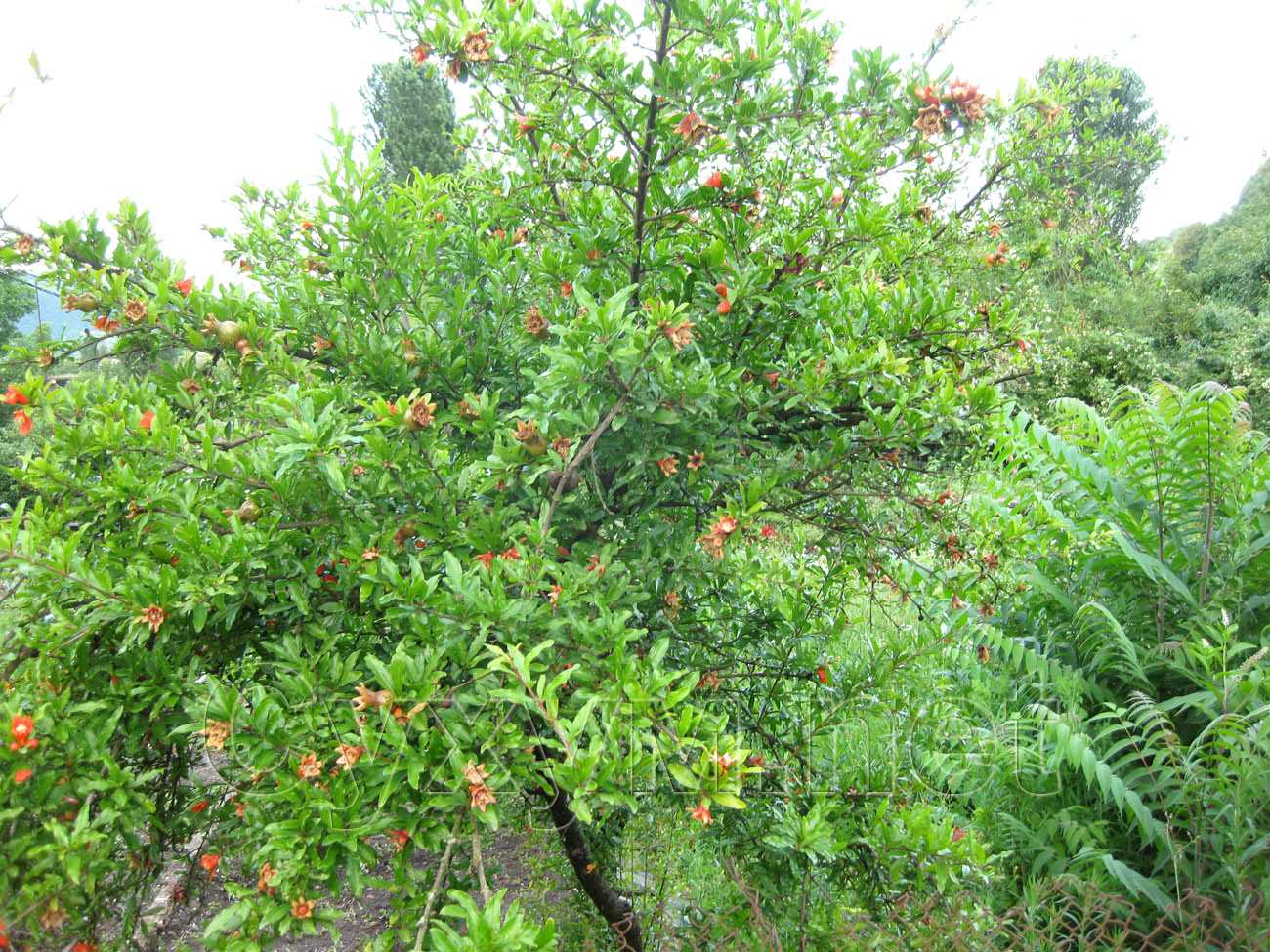 гранатовое дерево с множеством зреющих плодов